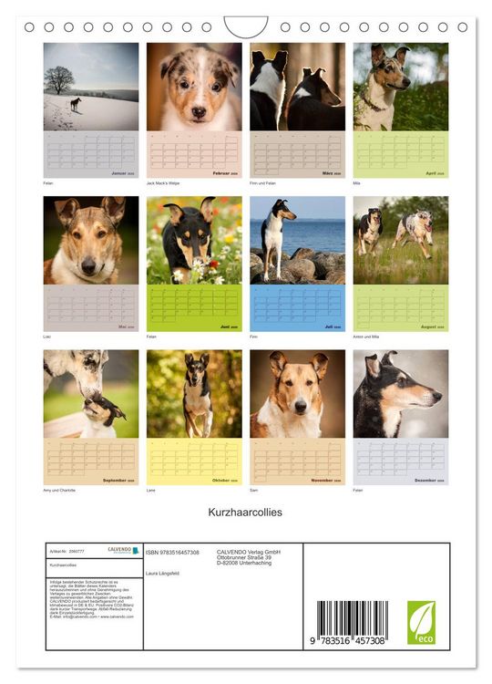 Produktbild: Kurzhaarcollies (Wandkalender 2026 DIN A4 hoch), CALVENDO Monatskalender