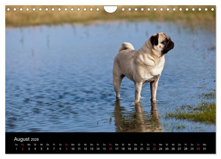 Produktbild: Mops 2026 (Wandkalender 2026 DIN A4 quer), CALVENDO Monatskalender