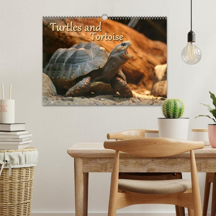 Produktbild: Turtles and Tortoise / UK-Version (Wall Calendar 2026 DIN A3 landscape), CALVENDO 12 Month Wall Calendar