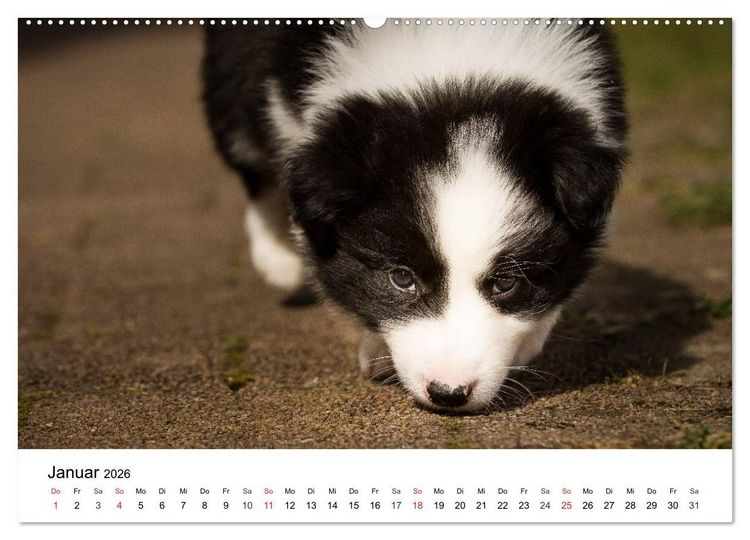 Produktbild: Pfotastische Border Collie Welpen (Wandkalender 2026 DIN A2 quer), CALVENDO Monatskalender
