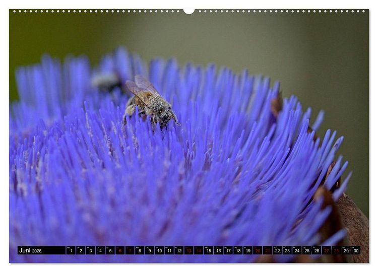 Produktbild: Insekten-Sommer (hochwertiger Premium Wandkalender 2026 DIN A2 quer), Kunstdruck in Hochglanz