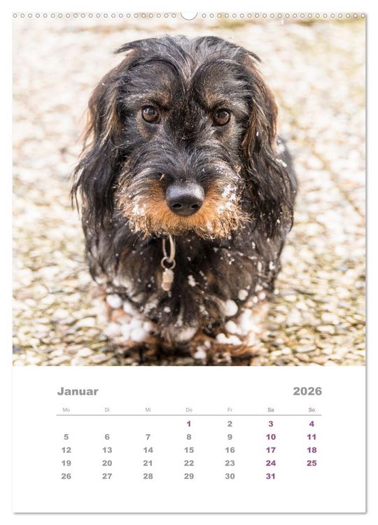 Produktbild: Dackel(augen)blicke (Wandkalender 2026 DIN A2 hoch), CALVENDO Monatskalender