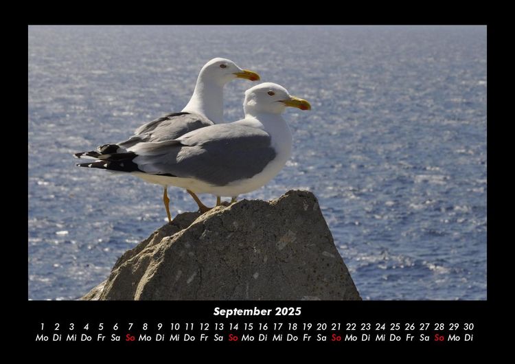 Produktbild: M&ouml;wen 2025 Fotokalender DIN A3
