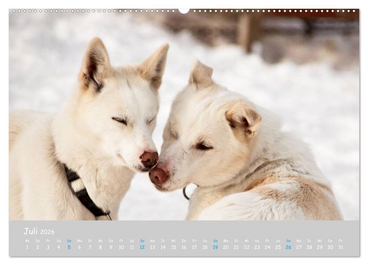 Produktbild: Alaskan Huskies (hochwertiger Premium Wandkalender 2026 DIN A2 quer), Kunstdruck in Hochglanz