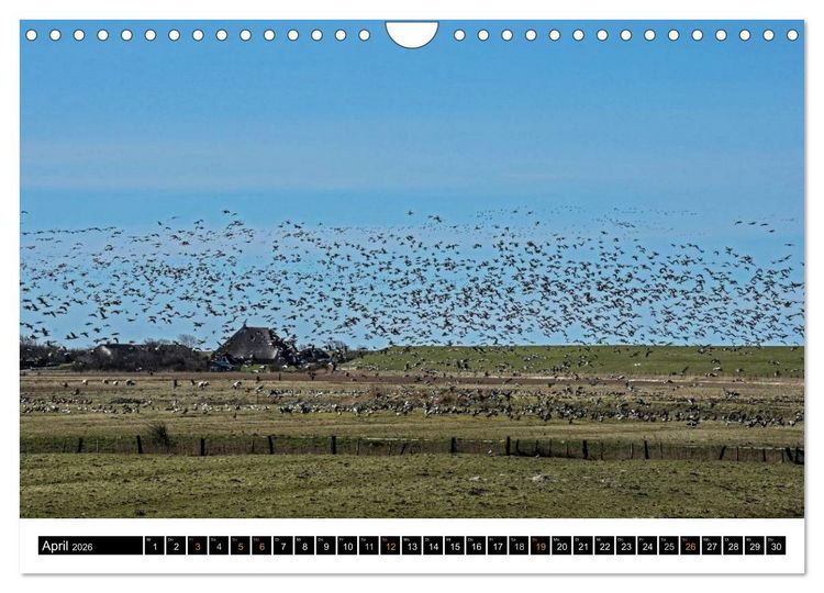 Produktbild: Tr&auml;umende Bilder - Die Nordseehalbinsel Eiderstedt (Wandkalender 2026 DIN A4 quer), CALVENDO Monatskalender
