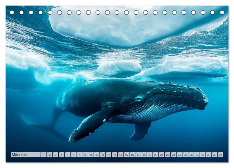 Produktbild: ARKTISCHE TIERE Im Reich der K&auml;lte (Tischkalender 2026 DIN A5 quer), CALVENDO Monatskalender