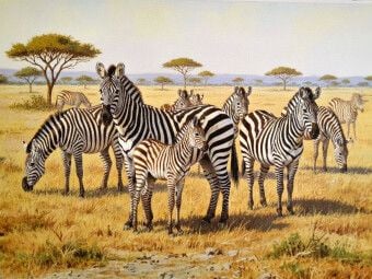 Produktbild: CALVENDO Puzzle Gem&auml;lde einer Herde Zebras mit Nachwuchs | 1000 Teile Lege-Gr&ouml;&szlig;e 64x48cm Foto-Puzzle f&uuml;r gl&uuml;ckliche Stunden