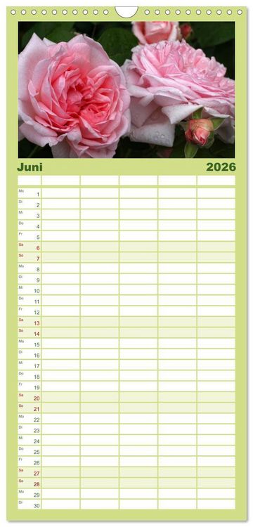 Produktbild: Familienplaner 2026 - Rosen Reigen im Garten mit 5 Spalten (Wandkalender, 21 x 45 cm) CALVENDO