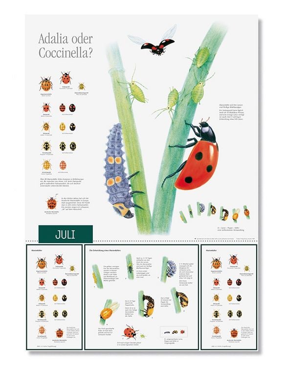 Produktbild: Natur erleben durch das Jahr - 2