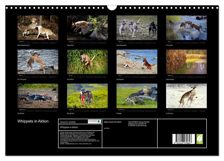Produktbild: Whippets in Aktion (Wandkalender 2026 DIN A3 quer), CALVENDO Monatskalender