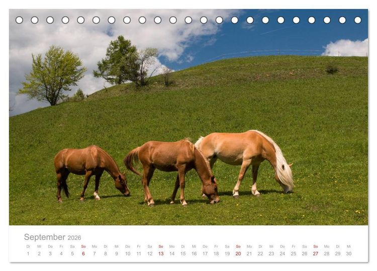 Produktbild: Pferde - Hobby und Leidenschaft (Tischkalender 2026 DIN A5 quer), CALVENDO Monatskalender