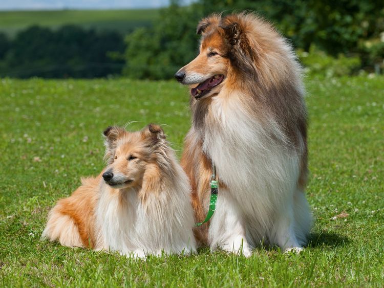 Produktbild: CALVENDO Puzzle Collie - R&uuml;de und H&uuml;ndin 1000 Teile Lege-Gr&ouml;&szlig;e 64 x 48 cm Foto-Puzzle Bild von Sigrid Starick