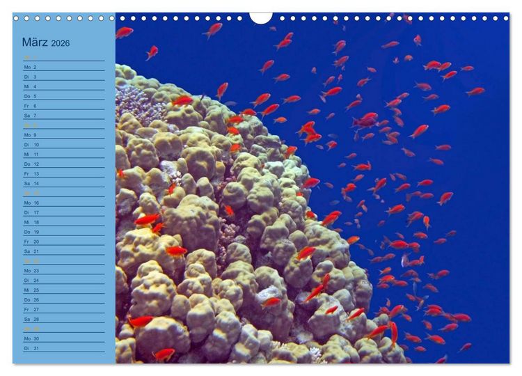 Produktbild: Momente im Blau - Ein Terminplaner f&uuml;r Unterwasser-Freunde (Wandkalender 2026 DIN A3 quer), CALVENDO Monatskalender