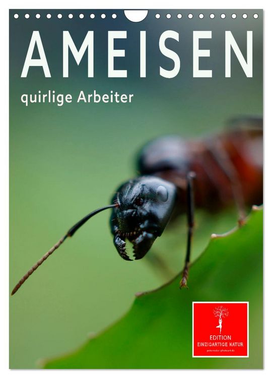 Produktbild: Ameisen quirlige Arbeiter (Wandkalender 2026 DIN A4 hoch), CALVENDO Monatskalender