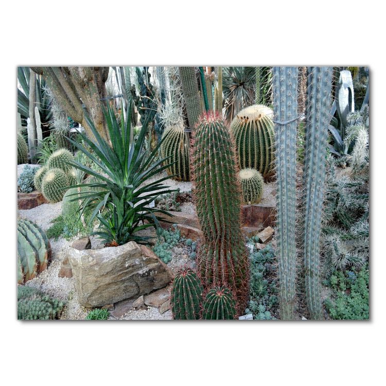 gymnocalycium hamatum Gymnocalycium Mihanovichii Inermis Cristata (26W11) – Next World Exotics