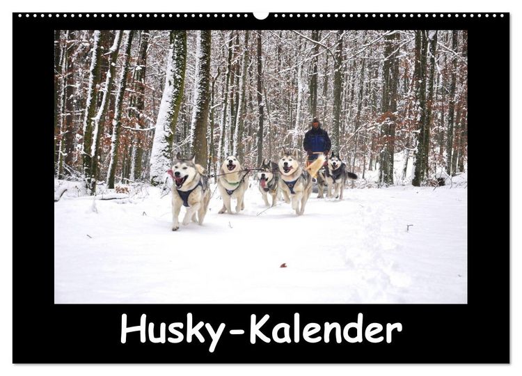 Produktbild: Husky-Kalender (Wandkalender 2026 DIN A2 quer), CALVENDO Monatskalender