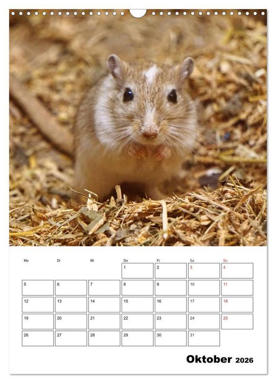 Produktbild: Lustige Rennm&auml;use (Wandkalender 2026 DIN A3 hoch), CALVENDO Monatskalender