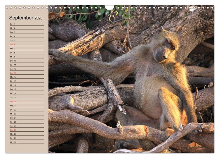 Produktbild: Affen in Afrika (Wandkalender 2026 DIN A3 quer), CALVENDO Monatskalender