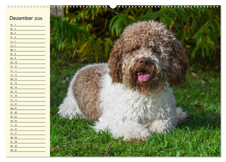 Produktbild: Lagotto Romagnolo - Italienischer Tr&uuml;ffelhund (hochwertiger Premium Wandkalender 2026 DIN A2 quer), Kunstdruck in Hochglanz