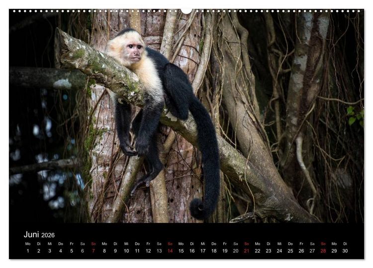 Produktbild: Costa Rica. Faszinierende Tierwelt (hochwertiger Premium Wandkalender 2026 DIN A2 quer), Kunstdruck in Hochglanz