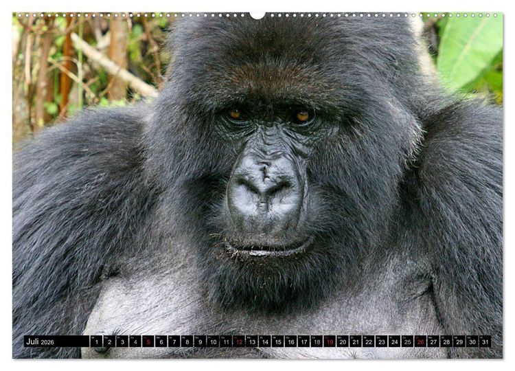 Produktbild: Berggorillas - die sanften Riesen (hochwertiger Premium Wandkalender 2026 DIN A2 quer), Kunstdruck in Hochglanz