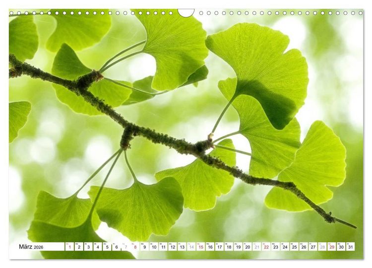 Produktbild: Bunte Bl&auml;tter (Wandkalender 2026 DIN A3 quer), CALVENDO Monatskalender