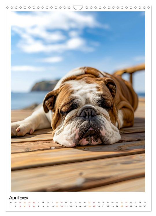 Produktbild: Englische Bulldogge - sanfter Kumpel (Wandkalender 2026 DIN A3 hoch), CALVENDO Monatskalender