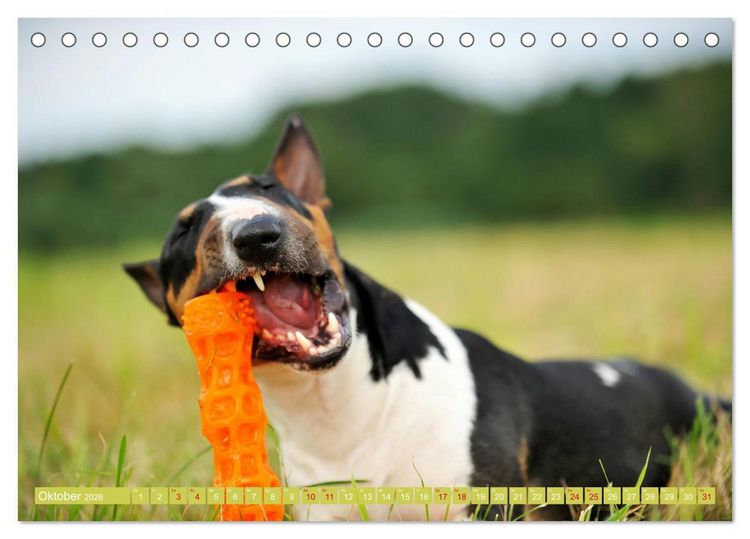 Produktbild: Bullterrier, Powerpakete auf 4 Pfoten (Tischkalender 2026 DIN A5 quer), CALVENDO Monatskalender