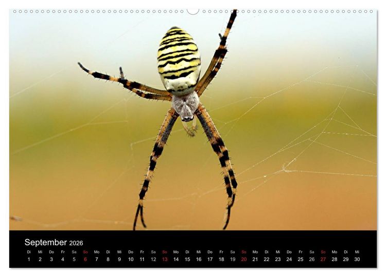 Produktbild: Makro-Kalender 2026 (hochwertiger Premium Wandkalender 2026 DIN A2 quer), Kunstdruck in Hochglanz