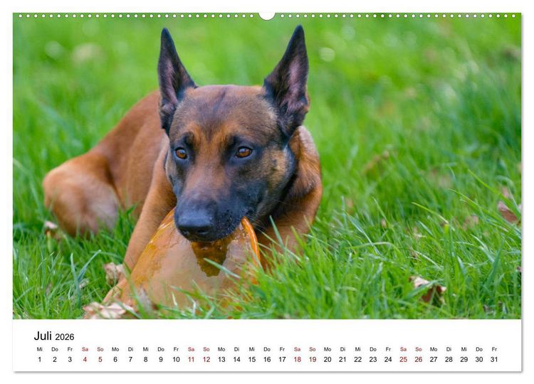 Produktbild: Malinois - Wahnsinn auf vier Pfoten (Wandkalender 2026 DIN A2 quer), CALVENDO Monatskalender