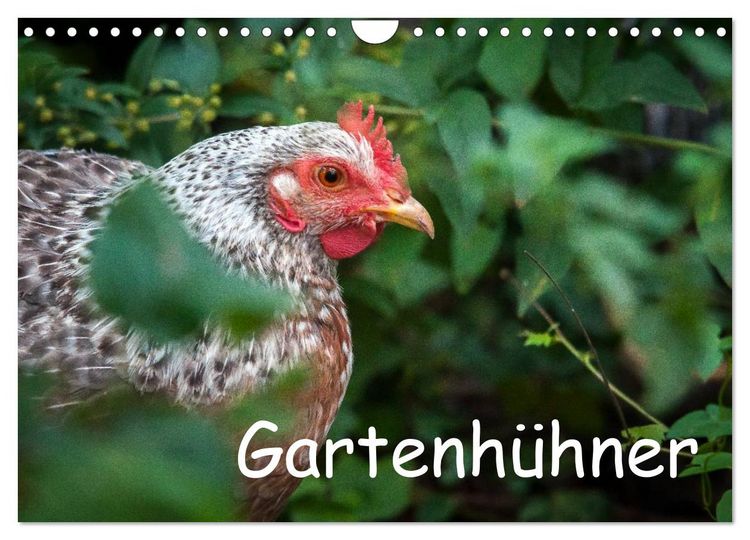 Produktbild: Gartenh&uuml;hner (Wandkalender 2026 DIN A4 quer), CALVENDO Monatskalender