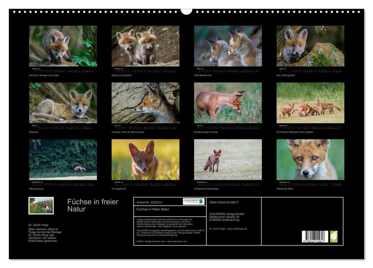 Produktbild: F&uuml;chse in freier Natur (Wandkalender 2026 DIN A2 quer), CALVENDO Monatskalender