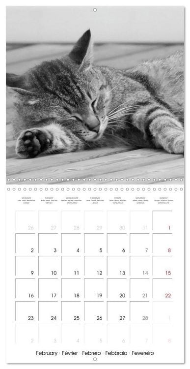 Produktbild: Black and white cat whispers (Wall Calendar 2026 12 &times; 12 Inch) CALVENDO 12 Month Wall Calendar
