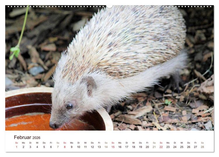 Produktbild: Igel 2026. Tierische Impressionen (hochwertiger Premium Wandkalender 2026 DIN A2 quer), Kunstdruck in Hochglanz