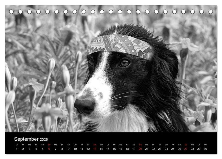 Produktbild: H&uuml;tehunde (Tischkalender 2026 DIN A5 quer), CALVENDO Monatskalender