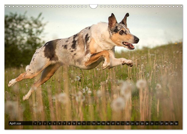 Produktbild: Smooth Collies (Wandkalender 2026 DIN A3 quer), CALVENDO Monatskalender