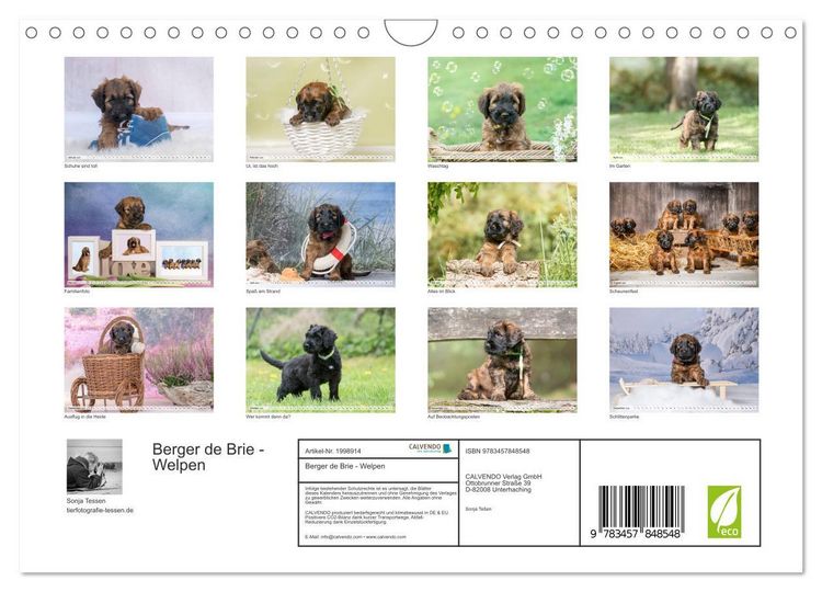 Produktbild: Berger de Brie - Welpen (Wandkalender 2026 DIN A4 quer), CALVENDO Monatskalender