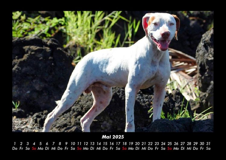 Produktbild: Hundezauber 2025 Fotokalender DIN A3