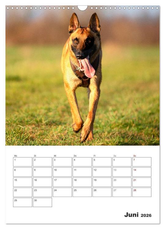 Produktbild: Malinois Power auf vier Pfoten (Wandkalender 2026 DIN A3 hoch), CALVENDO Monatskalender