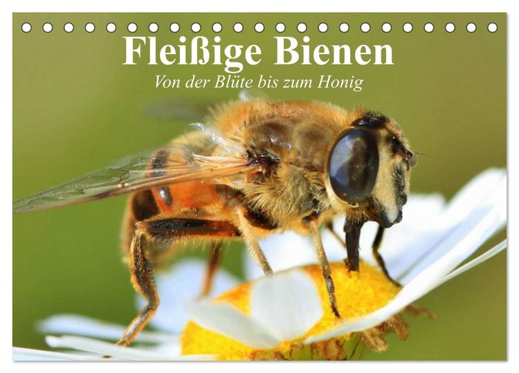 Produktbild: Flei&szlig;ige Bienen. Von der Bl&uuml;te bis zum Honig (Tischkalender 2026 DIN A5 quer), CALVENDO Monatskalender