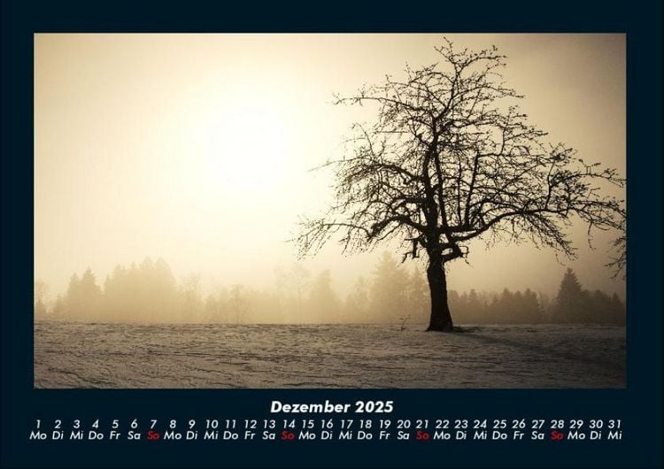 Produktbild: B&auml;ume 2025 Fotokalender DIN A4