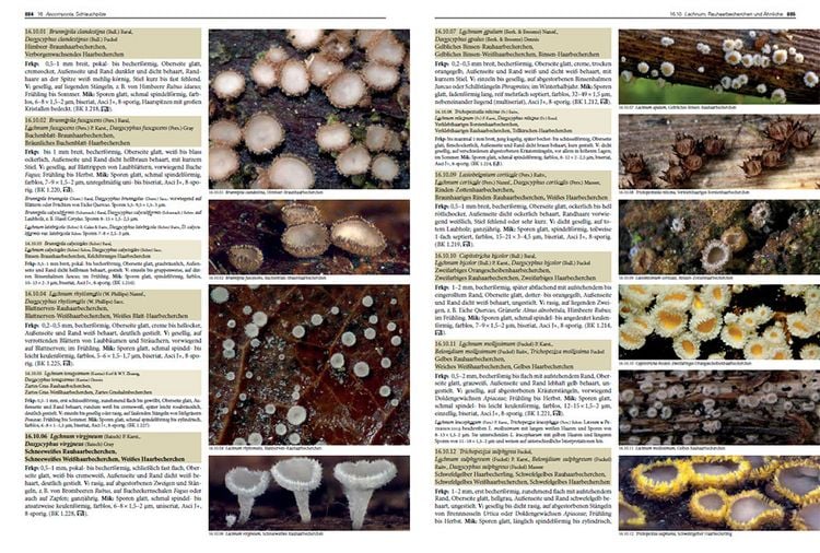 Produktbild: Pilze Mitteleuropas