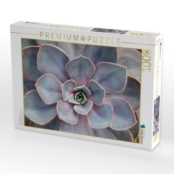 Produktbild: CALVENDO Puzzle Echeveria gibbiflora | 1000 Teile Lege-Gr&ouml;&szlig;e 64x48cm Foto-Puzzle f&uuml;r gl&uuml;ckliche Stunden