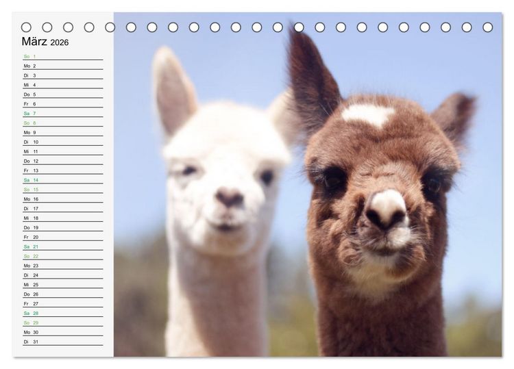 Produktbild: Alpakababys zum Verlieben (Tischkalender 2026 DIN A5 quer), CALVENDO Monatskalender