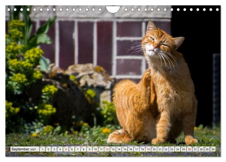Produktbild: Heimatmomente - L&auml;ndliche Impressionen (Wandkalender 2027 DIN A4 quer), CALVENDO Monatskalender