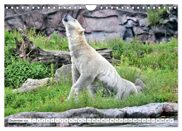 Produktbild: B&auml;ren - Der Eisb&auml;r und der Kamtschatka-Braunb&auml;r (Wandkalender 2026 DIN A4 quer), CALVENDO Monatskalender