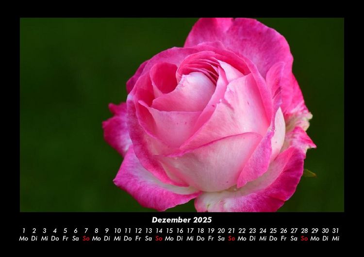 Produktbild: Strahlend sch&ouml;ne Rosen 2025 Fotokalender DIN A3