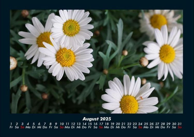 Produktbild: Blumenzauber 2025 Fotokalender DIN A4