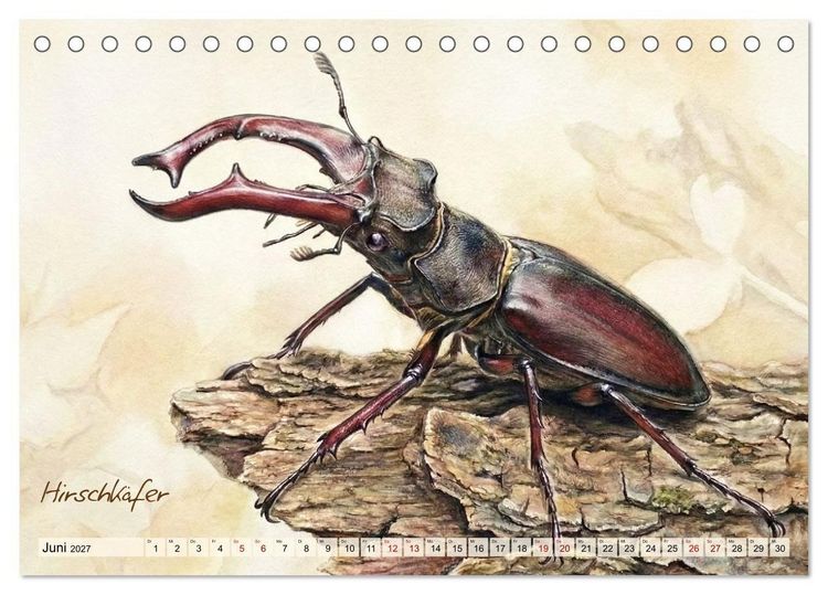 Produktbild: Kleine Wunder in Aquarell - Heimische Insekten kunstvoll illustriert (Tischkalender 2027 DIN A5 quer), CALVENDO Monatskalender