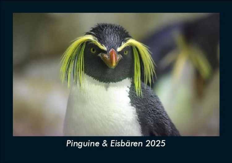 Produktbild: Pinguine & Eisb&auml;ren 2025 Fotokalender DIN A5